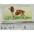 1937 Wills Dogs No. 36 English Springer Spaniel