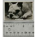 1939 Senior Service Dogs No. 30 French Bulldog