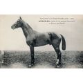 General La France Chevaline 1906 Race Horse Ant...