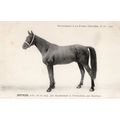 Jeffries La France Chevaline Race Horse Antique...