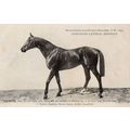 Jachere La France Chevaline 1909 Race Horse Ant...