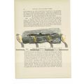 Blue Shark, Animal Book Illustration (Print), c...