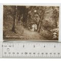 vintage postcard Porlock in Selworthy Woods
