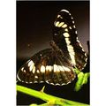 Colour Postcard - White Admiral Butterfly
