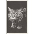 Wildcat, c.1970s - World Wildlife Fund Postcard