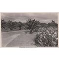 The Esplanade Palmerston North New Zealand Rare...