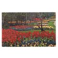 IT IS BULB-TIME IN HOLLAND postmark. TULIPS =