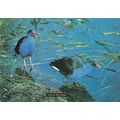 Pukeko Swamp Hen New Zealand Tiki Bird Postcard