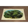 1980s Photo Precision Postcard -Major Oak, Sher...