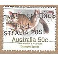 Leadbeater's Possum