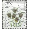 EIRE, FLOWER, Black Bog-rush, Schoenus nigrican...
