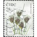 EIRE, FLOWER, Black Bog-rush, Schoenus nigrican...