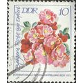 DDR, FLOWERS, Bergers Rose Iga Erfurt, white 19...