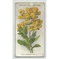 Willis cigarettes ' CALCEOLARIA ' vintage card