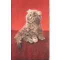 Vintage Salmon PC - Cat On Carpet