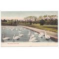 The Swans Poole Park Dorset Local Publisher L W...