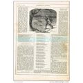 SQUIRREL, ILLUSTRATED POETRY, MAGAZINE ILLUSTRA...
