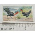 1916 Ogdens Poultry 2nd Series, No. 27 Bosnians