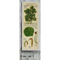 1938 Typhoo Trees of the Countryside 4 Aspen