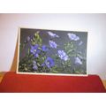 ALPINE FLAX flowers Swiss unused postcard =