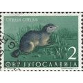 YUGOSLAVIA, MAMMAL, European Ground Squirrel, g...