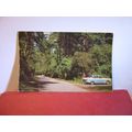 IN THE NEW FOREST used postcard by Colourmaster...