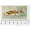1933 Players Fresh-water Fishes, pink back No. ...