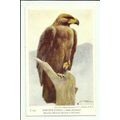 Birds GOLDEN EAGLE Art Postcard by British Muse...