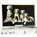 1939 Senior Service Dogs No. 14 Saluki Puppies