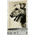 1939 Senior Service Dogs No. 17 Airedale