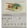 1928 Wills Wonders of the Sea No. 7 The Blue An...