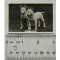 1939 Senior Service Dogs No. 15 Bull Terriers
