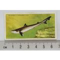 1935 Players Sea Fishes No. 5 Tope