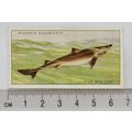 1935 Players Sea Fishes No. 6 Spur Dog-Fish
