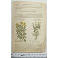 Vintage: coloured engraving & text Corn Marigol...