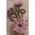 A Greeting To My Friend Aster Greek Name Antiqu...