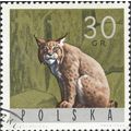 POLAND, CAT, Lynx, Lynx lynx, green 1964, 30gr