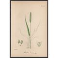 GREEN BRISTLE-GRASS 1872 John Edward Sowerby PL...