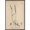 PURPLE-STALKED TIMOTHY-GRASS 1872 John Edward S...