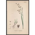 WOOD MELIC-GRASS 1872 John Edward Sowerby PLANT...