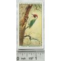 1925 Life in The Tree Tops No. 47 Green Woodpecker