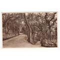 Woodland Walks near Battery Point Portishead Po...