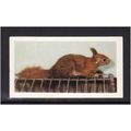HORNIMANS PETS SQUIRREL No 14 Mint