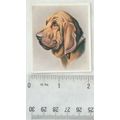 1939 Godfrey Phillips Our Dogs No. 28 The Bloodhound