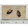 Vintage: Dutch card Jac. P. Thijsse, Lente No. ...