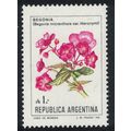 Argentina 'Begonia micranthera var.' Hieronymi ...