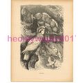 Cockatoos, Victorian Natural History Book Illus...