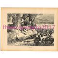 Hamsters, Victorian Natural History Book Illust...