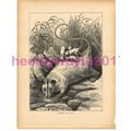 Opossum and Young, Victorian Natural History Bo...