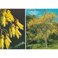 Kowhai Native Tree National Flower New Zealand ...